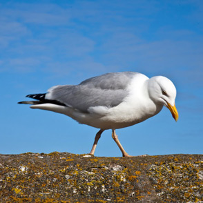 About Mousehole - Wesley House, Wesley Square - Mousehole self catering holiday accommodation in Cornwall